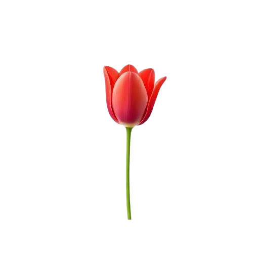 Red tulip